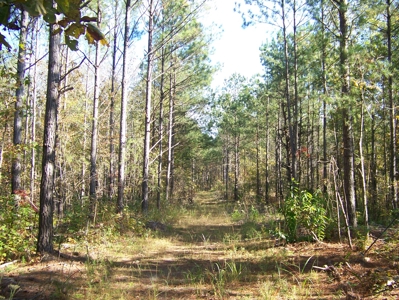 Tn Large Acreage For Sale: Hunting, Woods, Creeks, Building - image 26