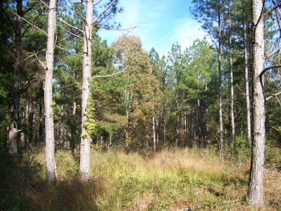 Tn Large Acreage For Sale: Hunting, Woods, Creeks, Building - image 16