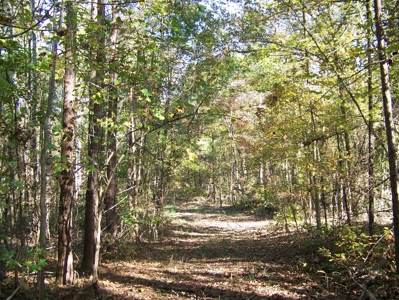 Tn Large Acreage For Sale: Hunting, Woods, Creeks, Building - image 28