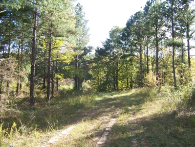 Tn Large Acreage For Sale: Hunting, Woods, Creeks, Building - image 14
