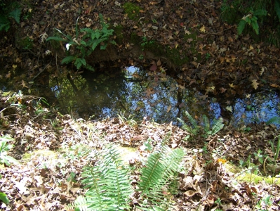 Tn Large Acreage For Sale: Hunting, Woods, Creeks, Building - image 25