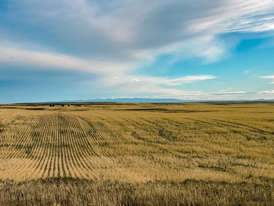 Montana Wheat Farm, Tillable Acres in Production For Sale - image 16