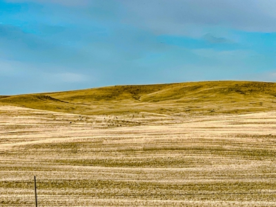 Montana Wheat Farm, Tillable Acres in Production For Sale - image 5