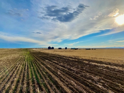 Montana Wheat Farm, Tillable Acres in Production For Sale - image 9