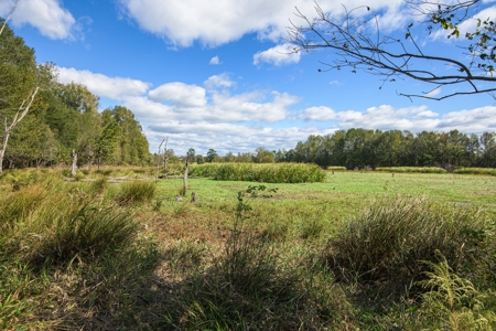 Recreational Cattle Ranch - Sabine River for Sale Hawkins TX - image 7