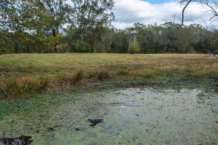 Recreational Cattle Ranch - Sabine River for Sale Hawkins TX - image 4