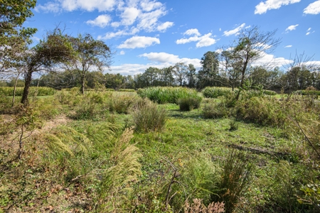 Recreational Cattle Ranch - Sabine River for Sale Hawkins TX - image 5