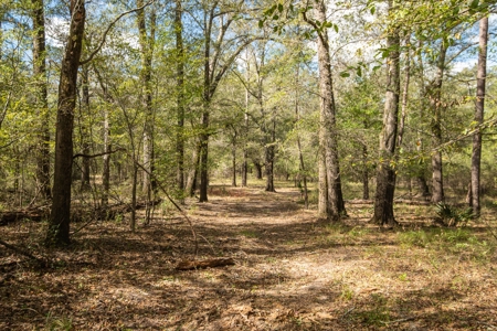 Recreational Cattle Ranch - Sabine River for Sale Hawkins TX - image 14