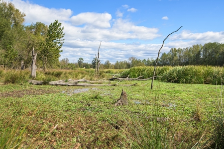 Recreational Cattle Ranch - Sabine River for Sale Hawkins TX - image 8
