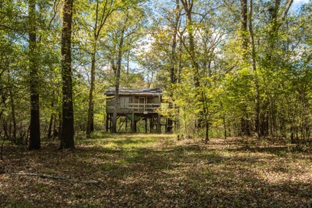 Recreational Cattle Ranch - Sabine River for Sale Hawkins TX - image 12