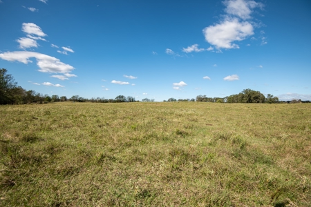 Recreational Cattle Ranch - Sabine River for Sale Hawkins TX - image 9