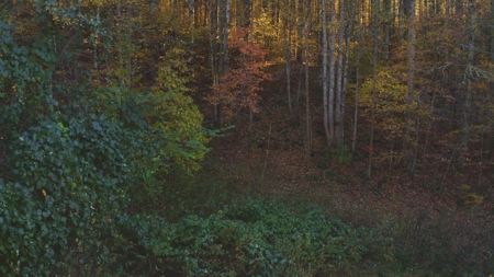 East TN Land Adjoining Cherokee National Forest For Sale - image 13