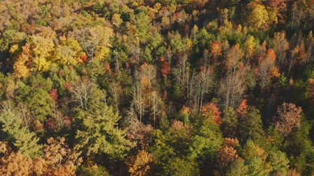 East TN Land Adjoining Cherokee National Forest For Sale - image 9