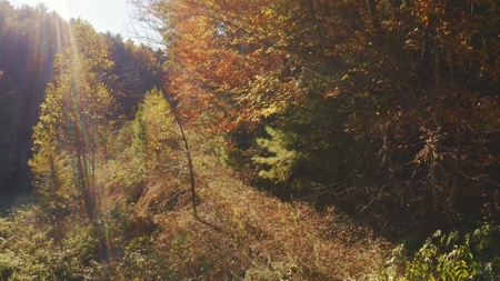East TN Land Adjoining Cherokee National Forest For Sale - image 12
