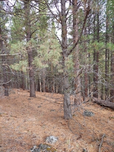 Creek Front Property on Rural Acreage in Northern CA - image 20