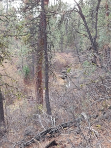 Creek Front Property on Rural Acreage in Northern CA - image 8