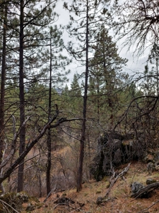 Creek Front Property on Rural Acreage in Northern CA - image 7