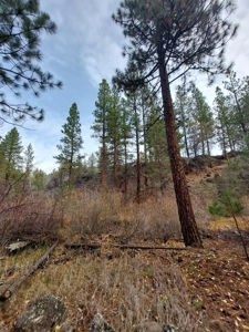 Creek Front Property on Rural Acreage in Northern CA - image 13