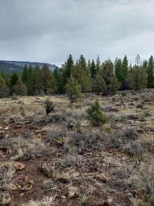 Creek Front Property on Rural Acreage in Northern CA - image 19