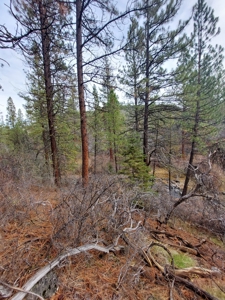 Creek Front Property on Rural Acreage in Northern CA - image 9