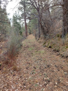 Creek Front Property on Rural Acreage in Northern CA - image 2
