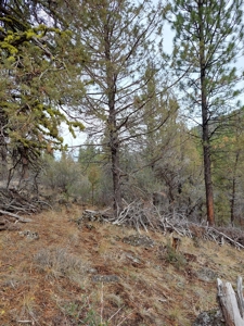 Creek Front Property on Rural Acreage in Northern CA - image 5