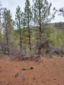 Creek Front Property on Rural Acreage in Northern CA - image 6