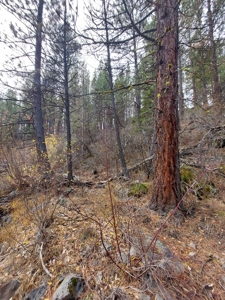 Creek Front Property on Rural Acreage in Northern CA - image 12