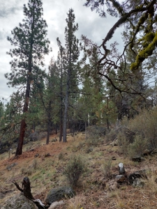 Creek Front Property on Rural Acreage in Northern CA - image 4
