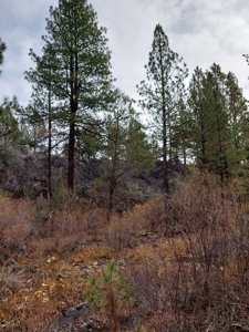 Creek Front Property on Rural Acreage in Northern CA - image 3