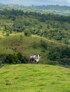 Costa Rica Riverfront Mountain Ranch and Farm Property - image 2