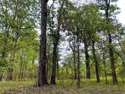 342 Acres First Class Hunting Land for Sale Concordia Parish - image 10