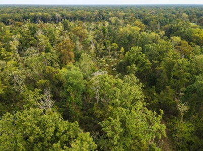 342 Acres First Class Hunting Land for Sale Concordia Parish - image 35