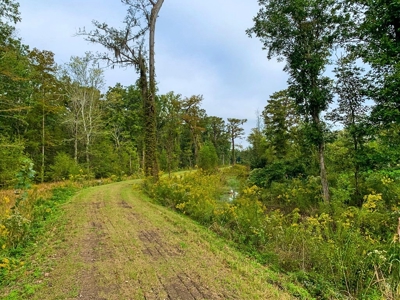 342 Acres First Class Hunting Land for Sale Concordia Parish - image 5
