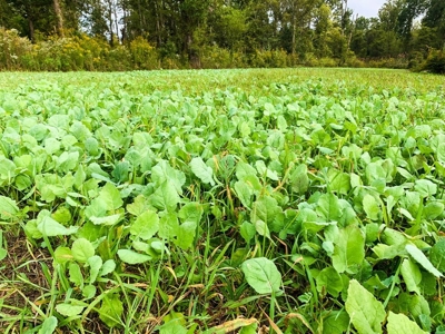 342 Acres First Class Hunting Land for Sale Concordia Parish - image 3