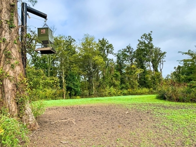 342 Acres First Class Hunting Land for Sale Concordia Parish - image 4