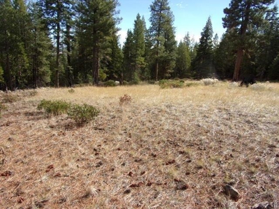 2+ Acres With Shed in California Pines - image 3