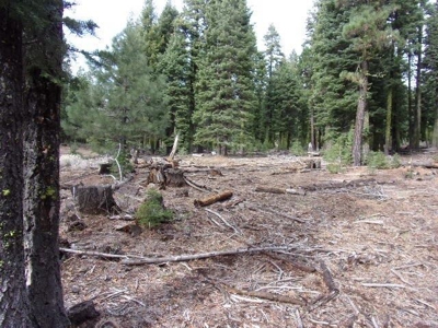 2+ Acres With Shed in California Pines - image 10
