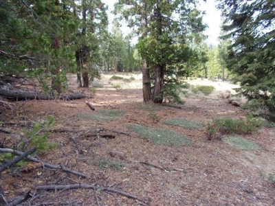 2+ Acres With Shed in California Pines - image 7