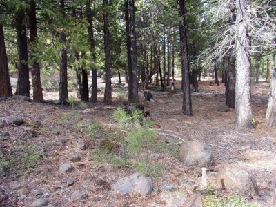 2+ Acres With Shed in California Pines - image 8