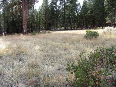 2+ Acres With Shed in California Pines - image 4