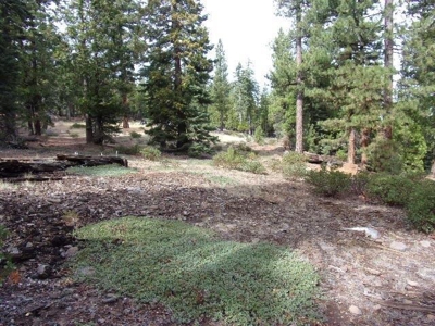 2+ Acres With Shed in California Pines - image 6