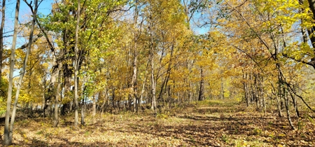 Vernon County Cabin with Land For Sale WI - image 20