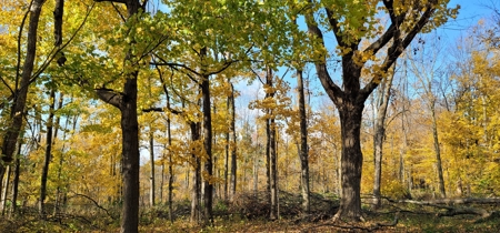 Vernon County Cabin with Land For Sale WI - image 22