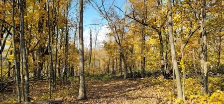 Vernon County Cabin with Land For Sale WI - image 21