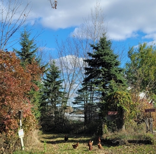 Vernon County Cabin with Land For Sale WI - image 19