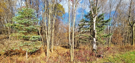Vernon County Cabin with Land For Sale WI - image 27