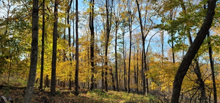Vernon County Cabin with Land For Sale WI - image 23