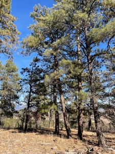 Laguna Vista Land for Sale with Brazos Views near Chama NM - image 9