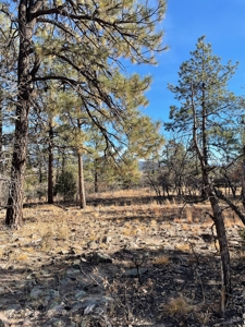 Laguna Vista Land for Sale with Brazos Views near Chama NM - image 8